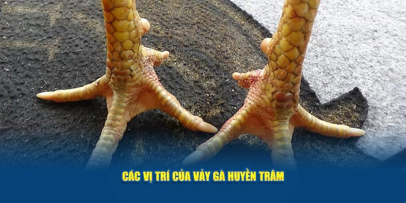 Các vị trí đặc biệt của vảy gà huyền trâm