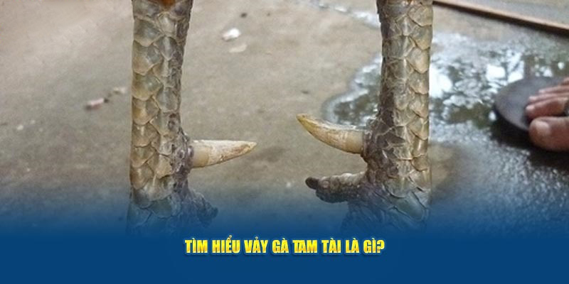 Tìm hiểu vảy gà tam tài là gì?