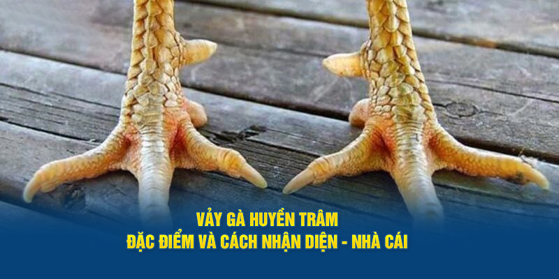 Hướng dẫn chăm sóc và luyện tập cho vảy gà huyền trâm