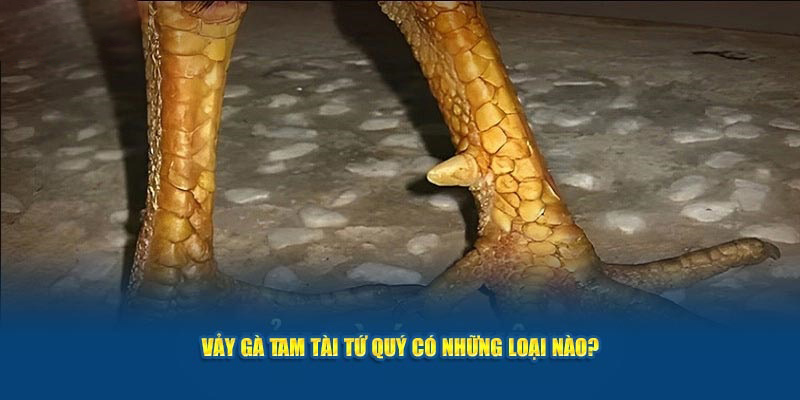 Vảy gà tam tài tứ quý có những loại nào?